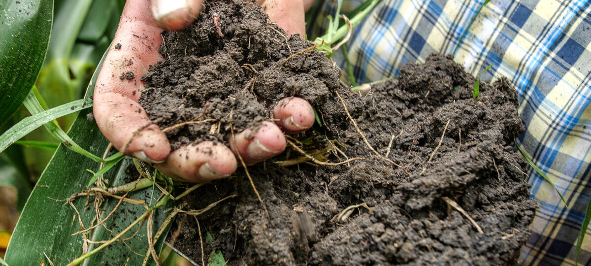 A man in a checked shirt holds a sample of soil