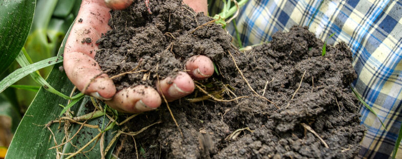 A man in a checked shirt holds a sample of soil