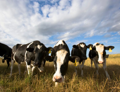 Five curious cows approach the camera