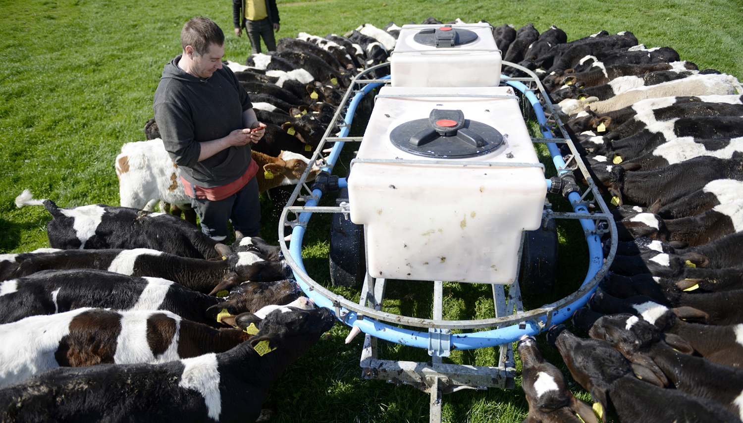 A man surrounded by calves uses his cell phone