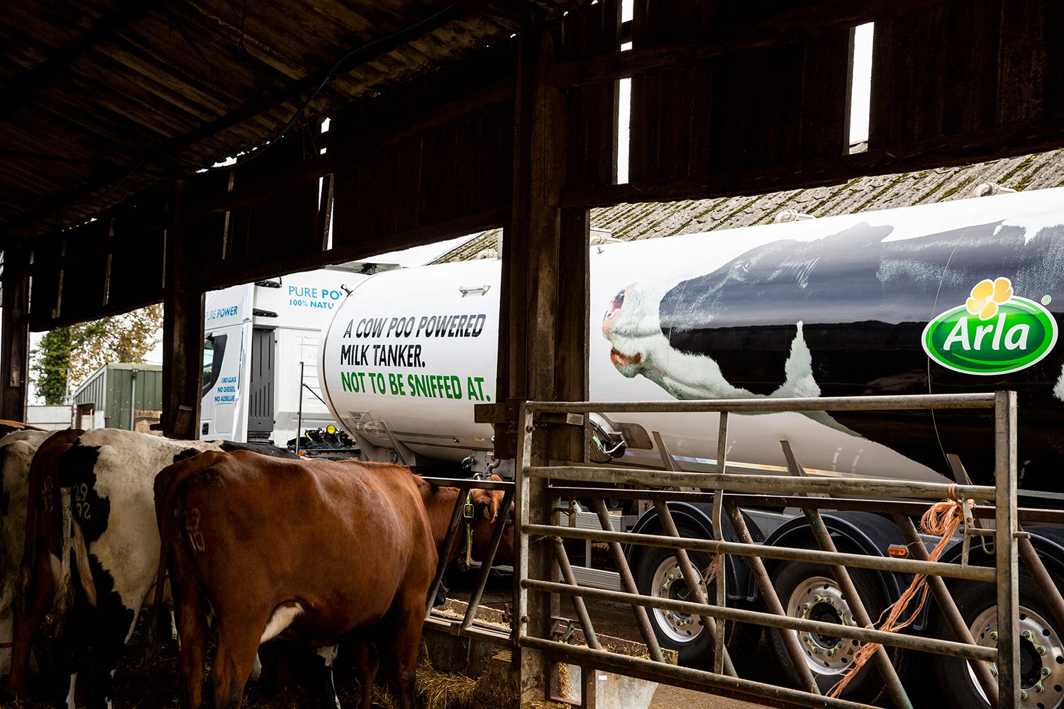 A milk truck parked next to dairy cows in a barn