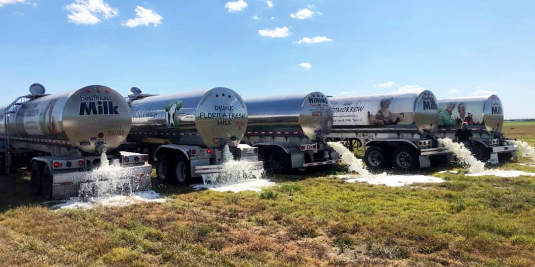 A row of milk trucks dumping milk in a field