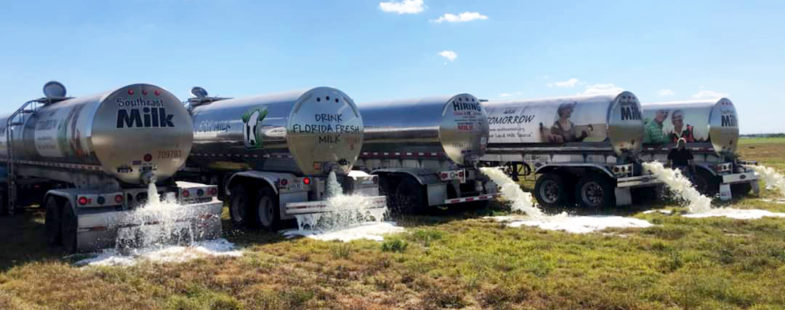 A row of milk trucks dumping milk in a field