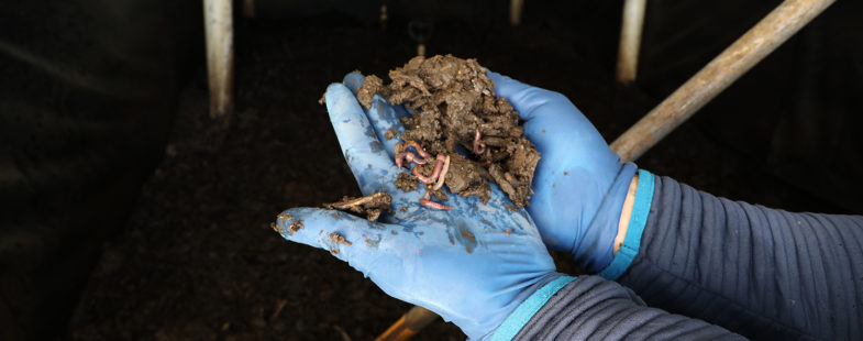 A man wearing gloves holds a handful of worms convert into manure into rich soil