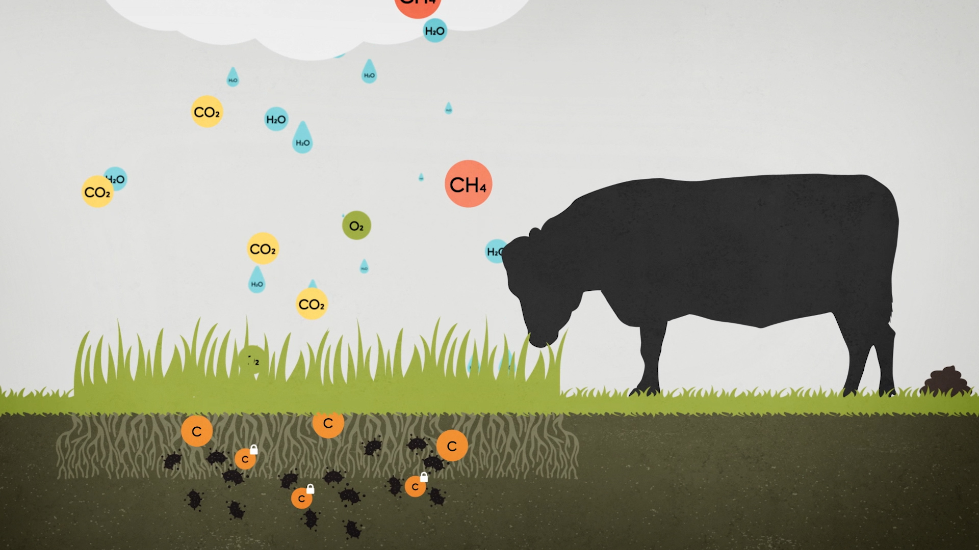 Infographic of cows and ghg emissions