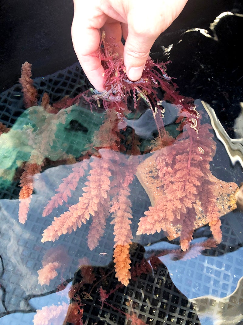 Photo of Asparagosis red algae growing in tanks