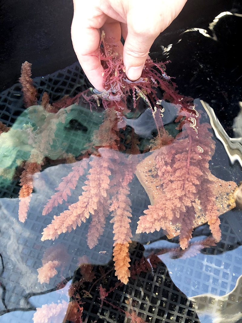 Photo of Asparagosis red algae growing in tanks