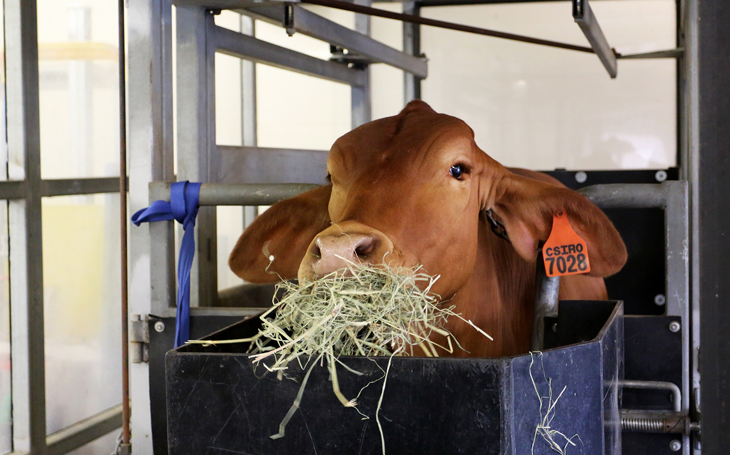 A cow in a stall eating food with seaweed in it