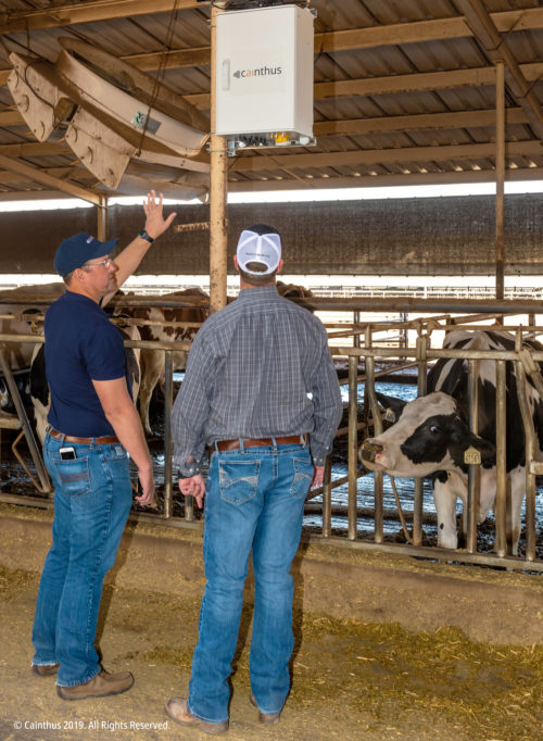 Two men install equipment in a cow barn