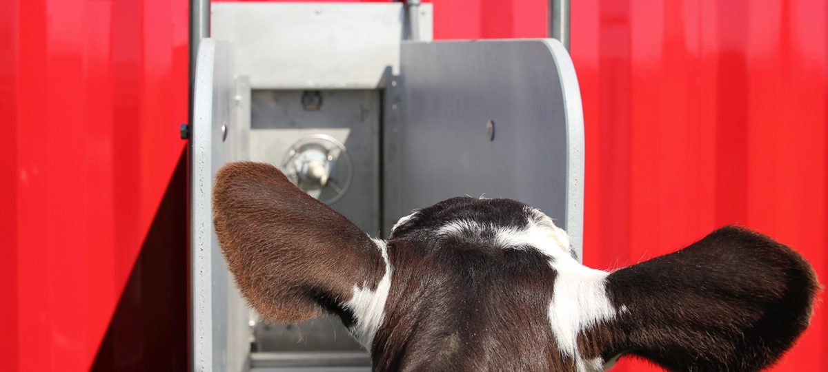 Back view of a calf's ears eating from an automatic feeder