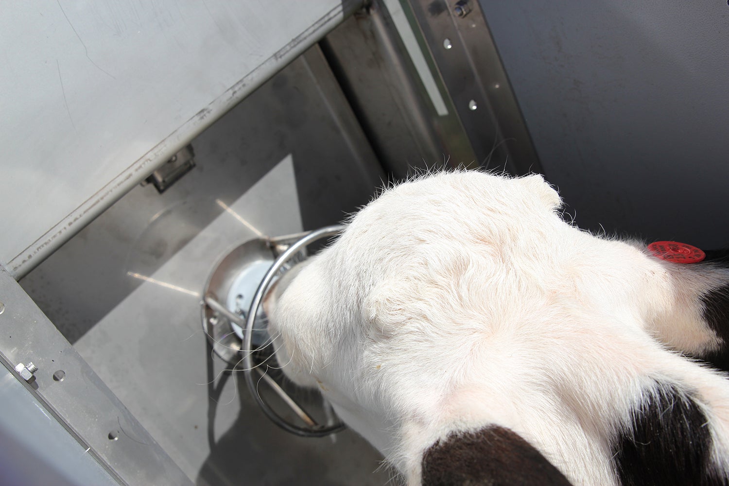A cow calf eating from an automatic feeder