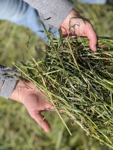 A farmer holds a handful of grass