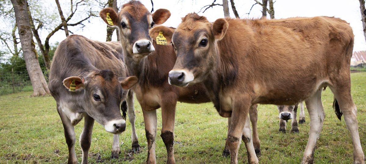 Young dairy cows in a silvopasture