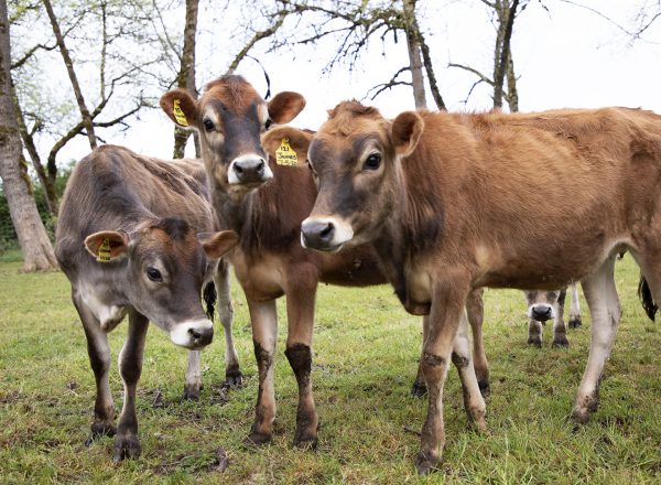 Young dairy cows in a silvopasture