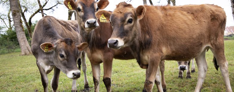 Young dairy cows in a silvopasture