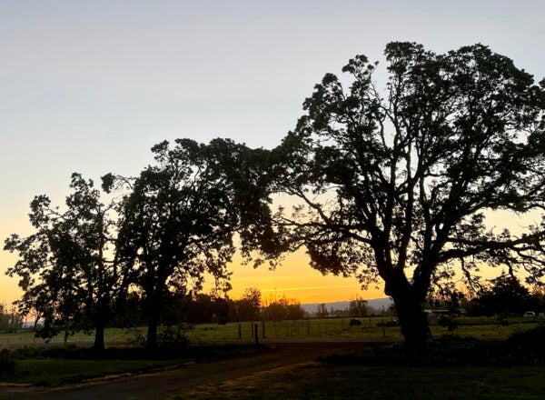 Large trees on a farm at sunrise