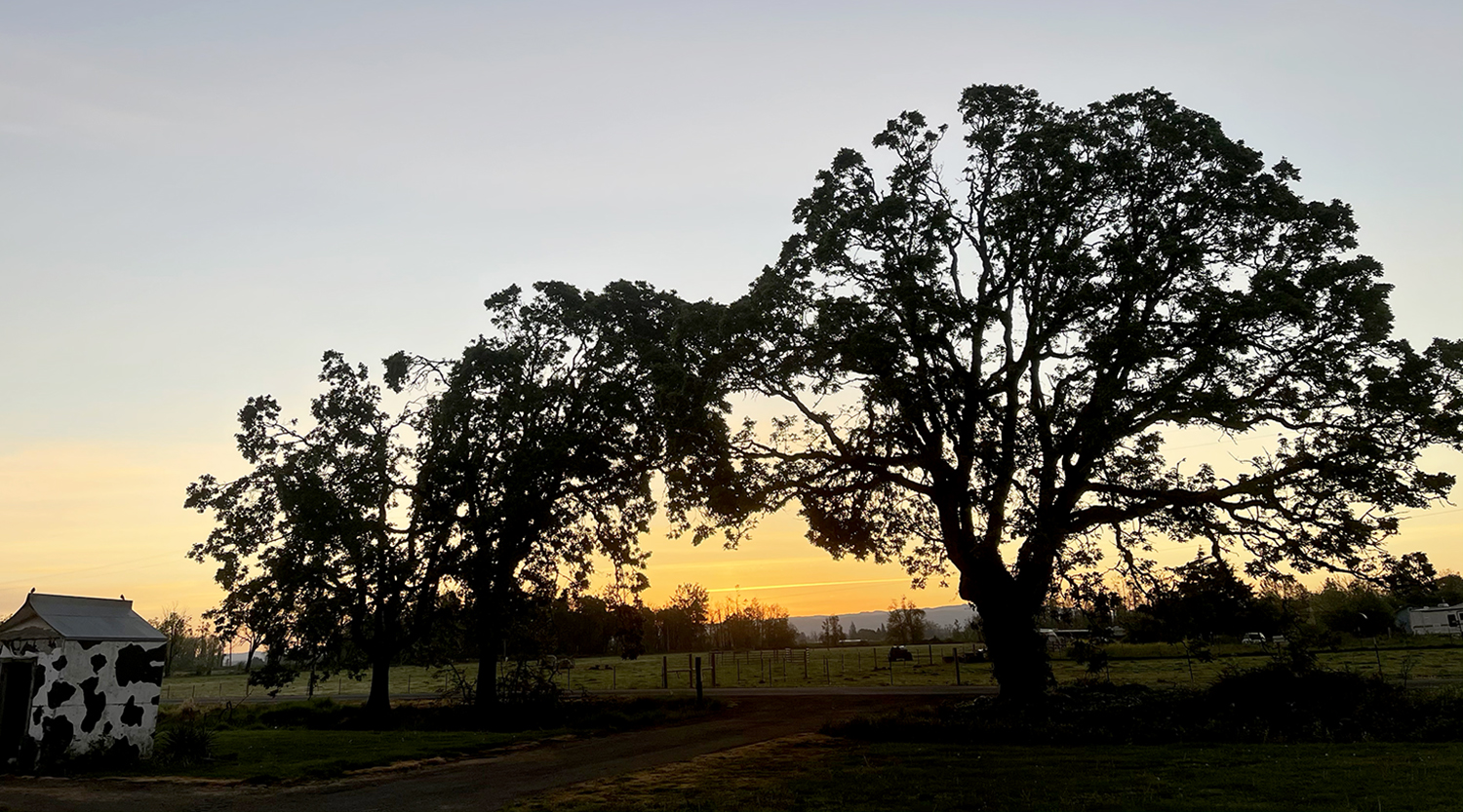 Large trees on a farm at sunrise