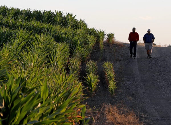 Two men walking down the road next to a field of corn