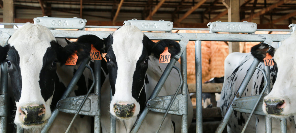 Cows posing in front of a camera