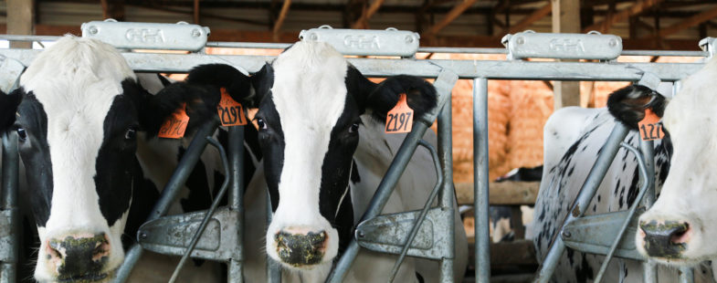 Cows posing in front of a camera