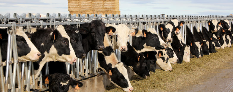 Cows feeding outside