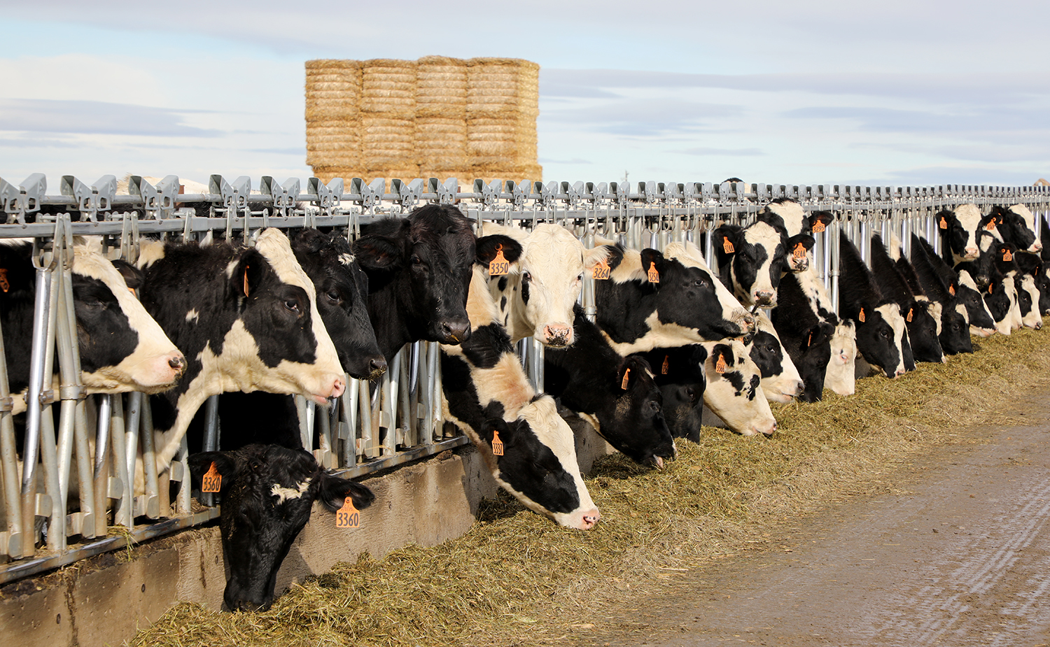 Cows feeding outside