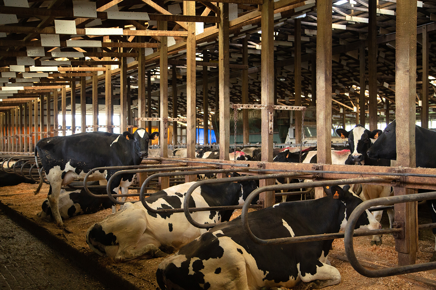 Cows relaxing in a barn