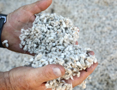 A man wearing a watch holds a handful of cotton feed