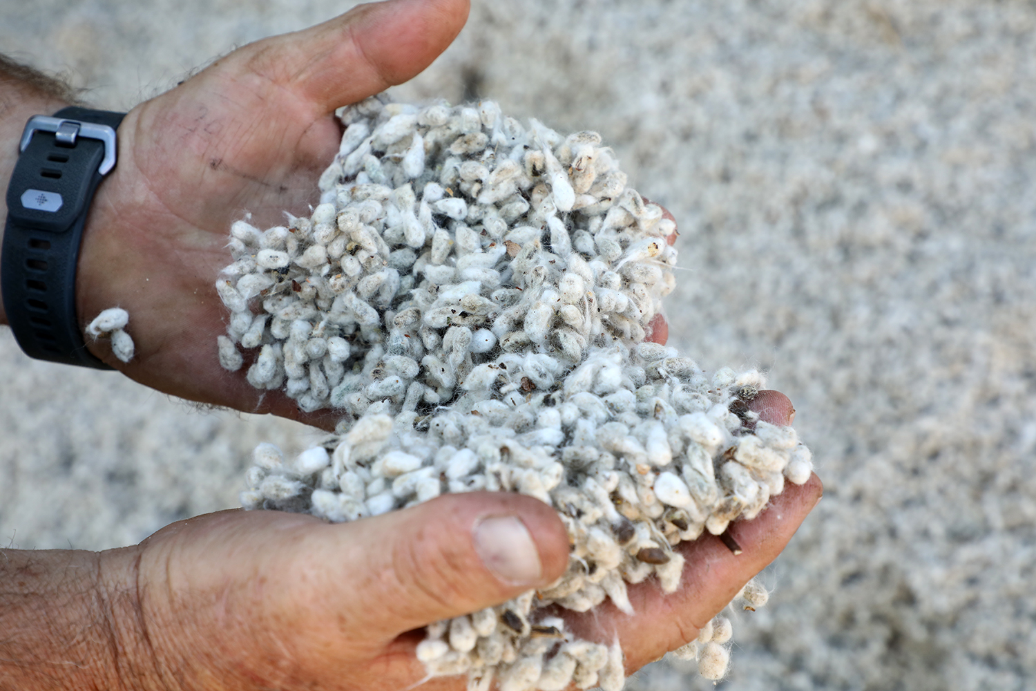 A man with a handful of cotton