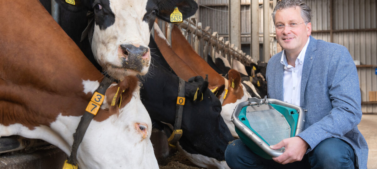 Man in a blue jacket poses with cows in a barn