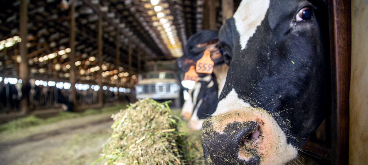 Cow eating feed in a barn