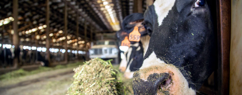 Cow eating feed in a barn