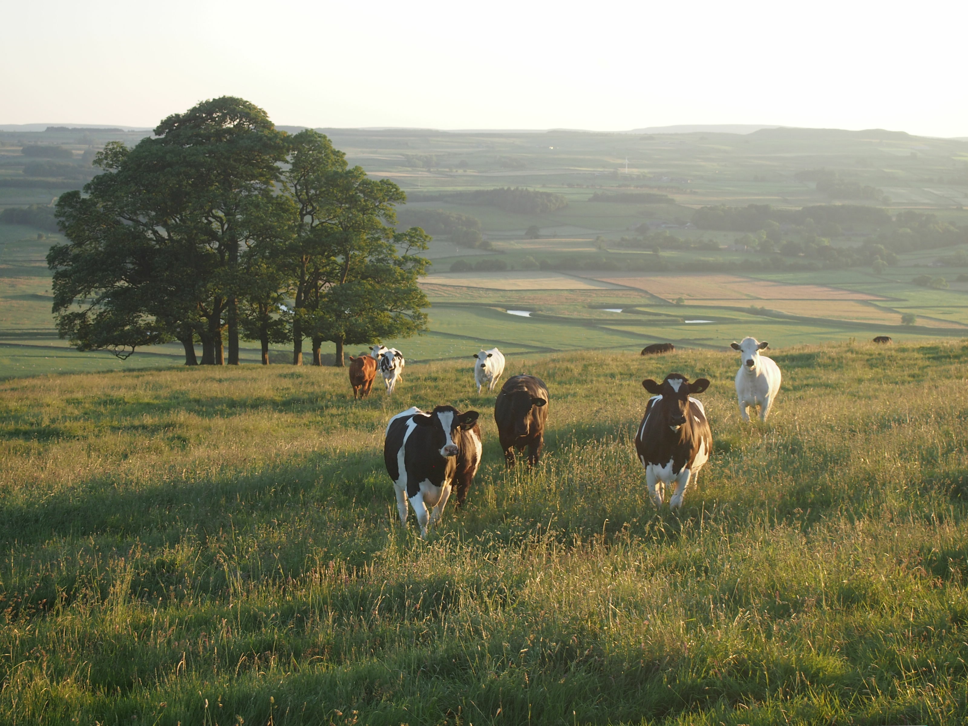 A handful of multi-color cows look towards the camera on a lush hillside with large trees and agricultural land in the background