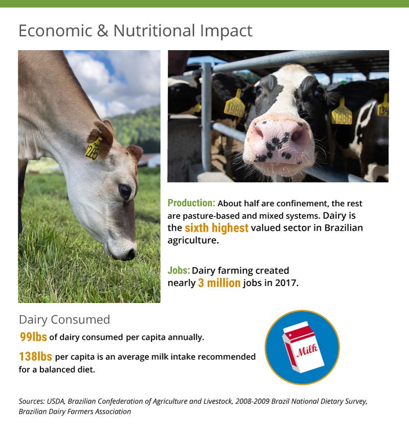An infographic the economic and nutritional impact of Brazil's dairy sector