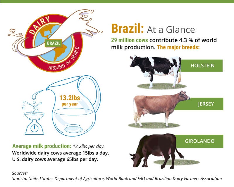 An infographic with three different cows detailing Brazil's dairy production statistics
