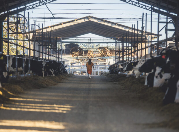 A dairy farmer walks through a modern barn