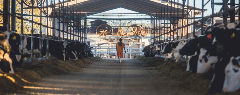 A dairy farmer walks through a modern barn
