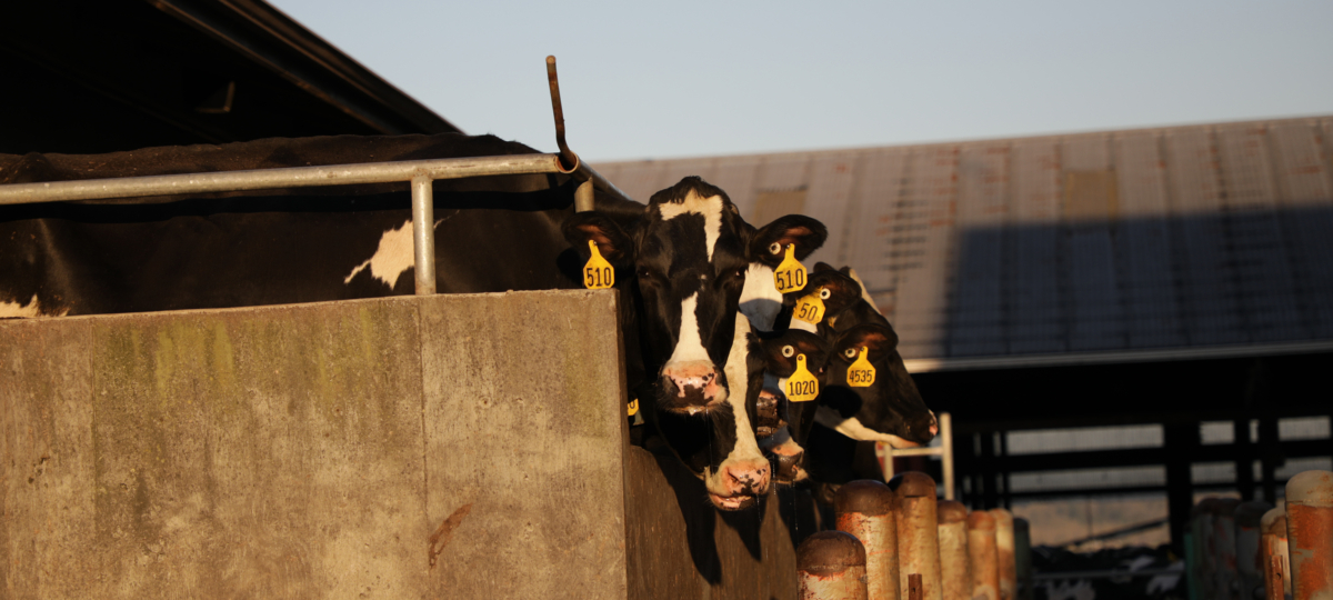 A row of black and white dairy cows staring at the camera