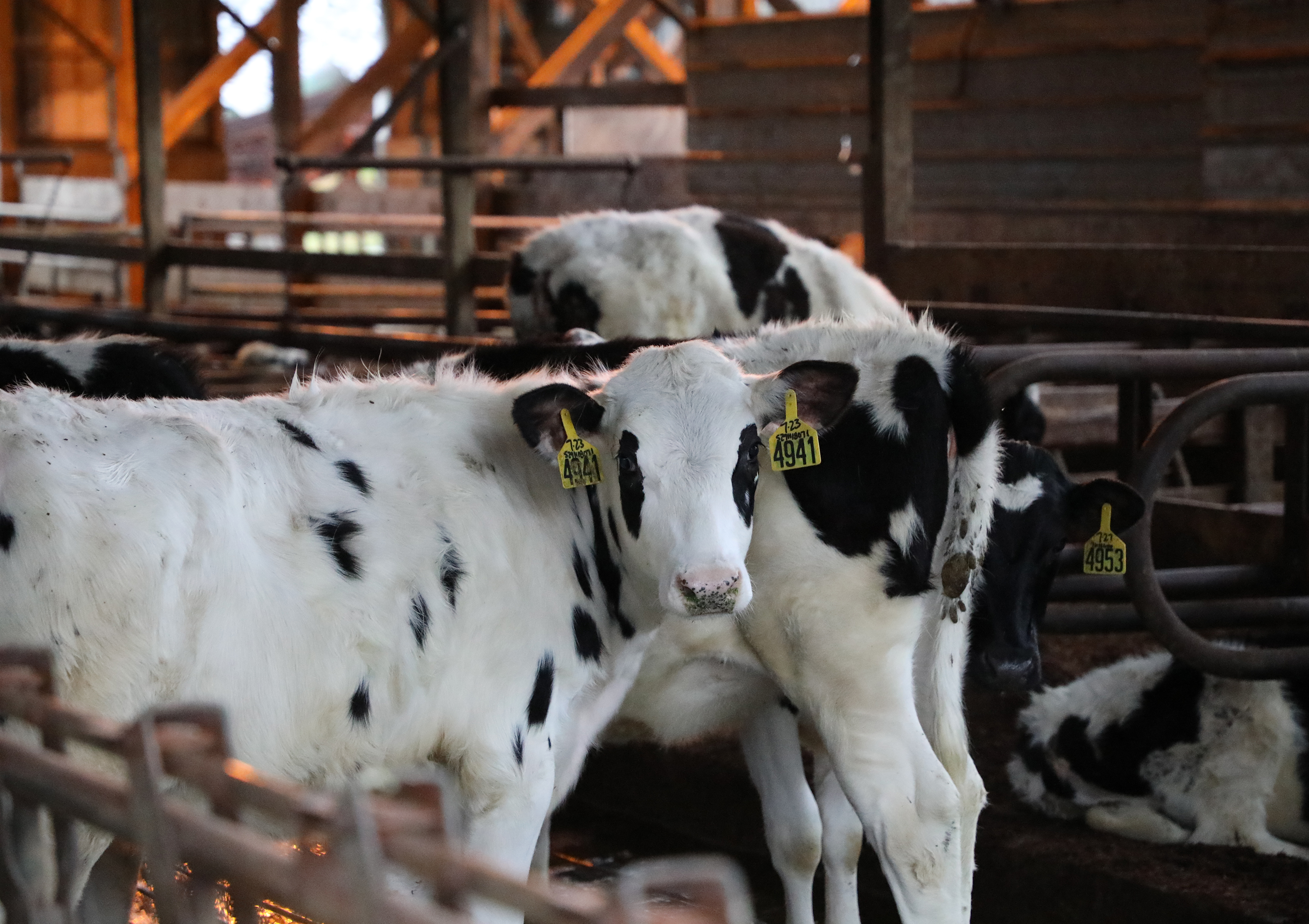 Young black and white dairy calves in a barn at sunrise