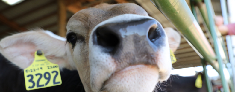 A wide angle view of a jersey cow's nose