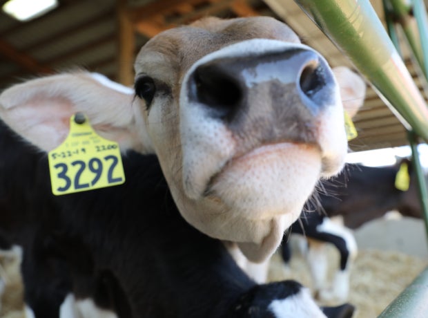 A wide angle view of a jersey cow's nose