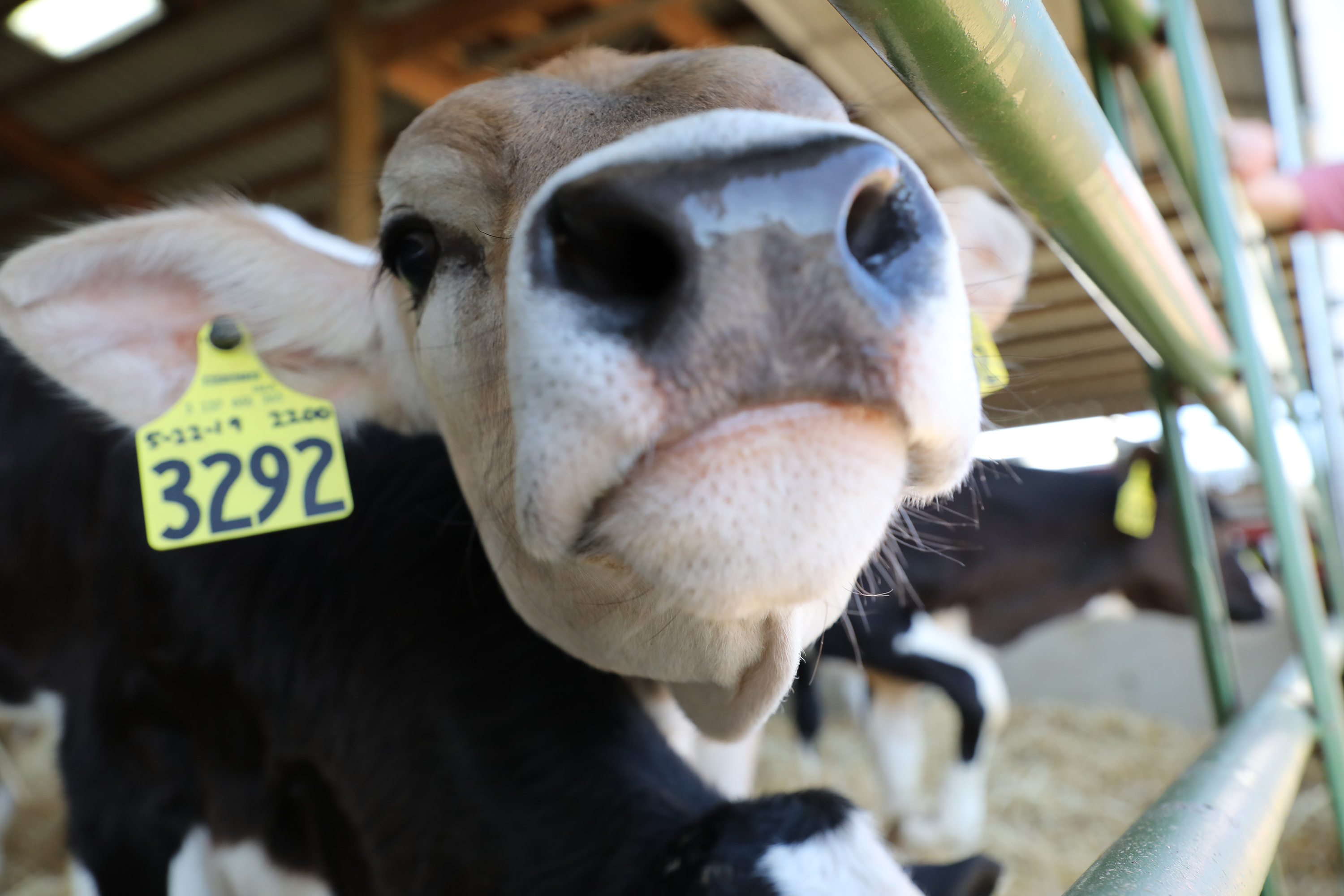 A wide angle view of a jersey cow's nose