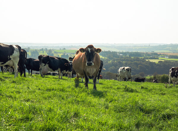 A dairy cow stares at the camera