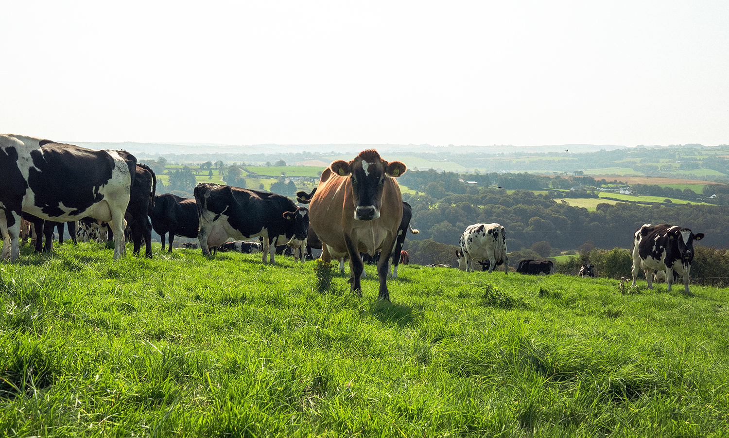 A dairy cow stares at the camera