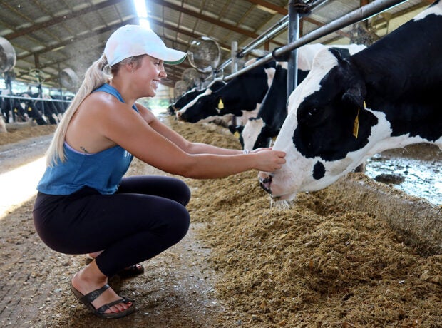 Side view of a woman in exercise clothes and sandals inside a Holstein cow barn