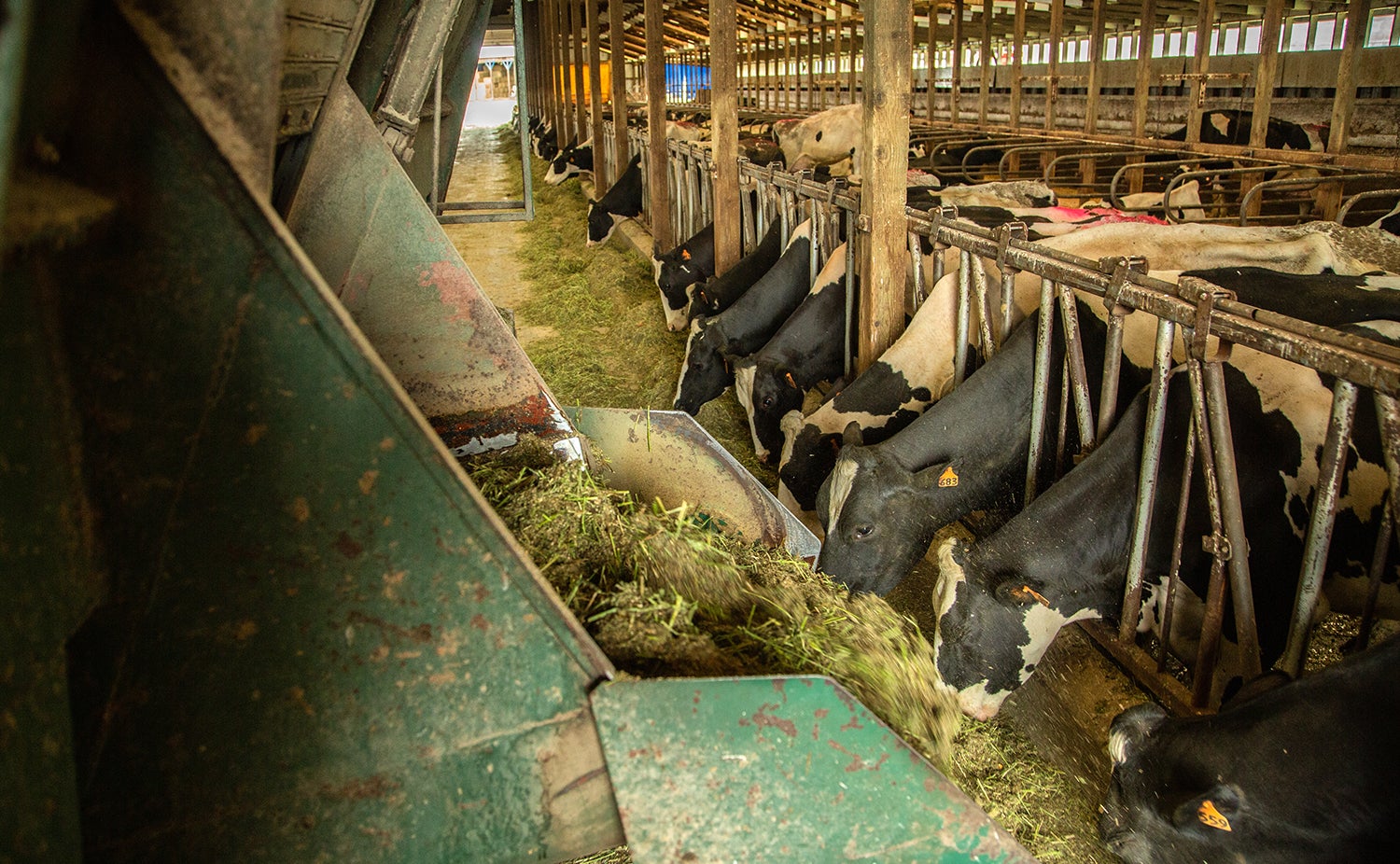Cows eating feed in a barn