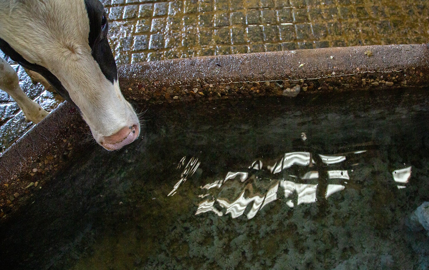 Cow drinking water from a trough