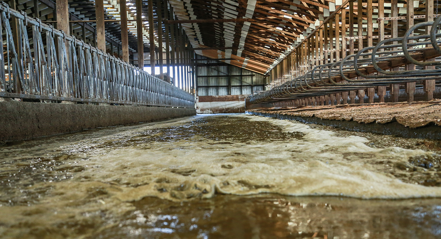 Water flushing out a dairy barn