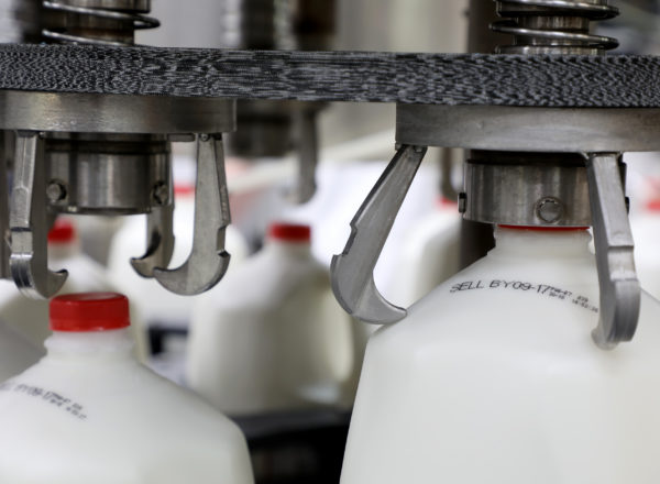 Milk being packaged in a plant