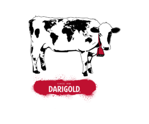 A logo design with a black and white cow wearing a red bell against a white background and a spray painted Darigold logo in a red box with white text